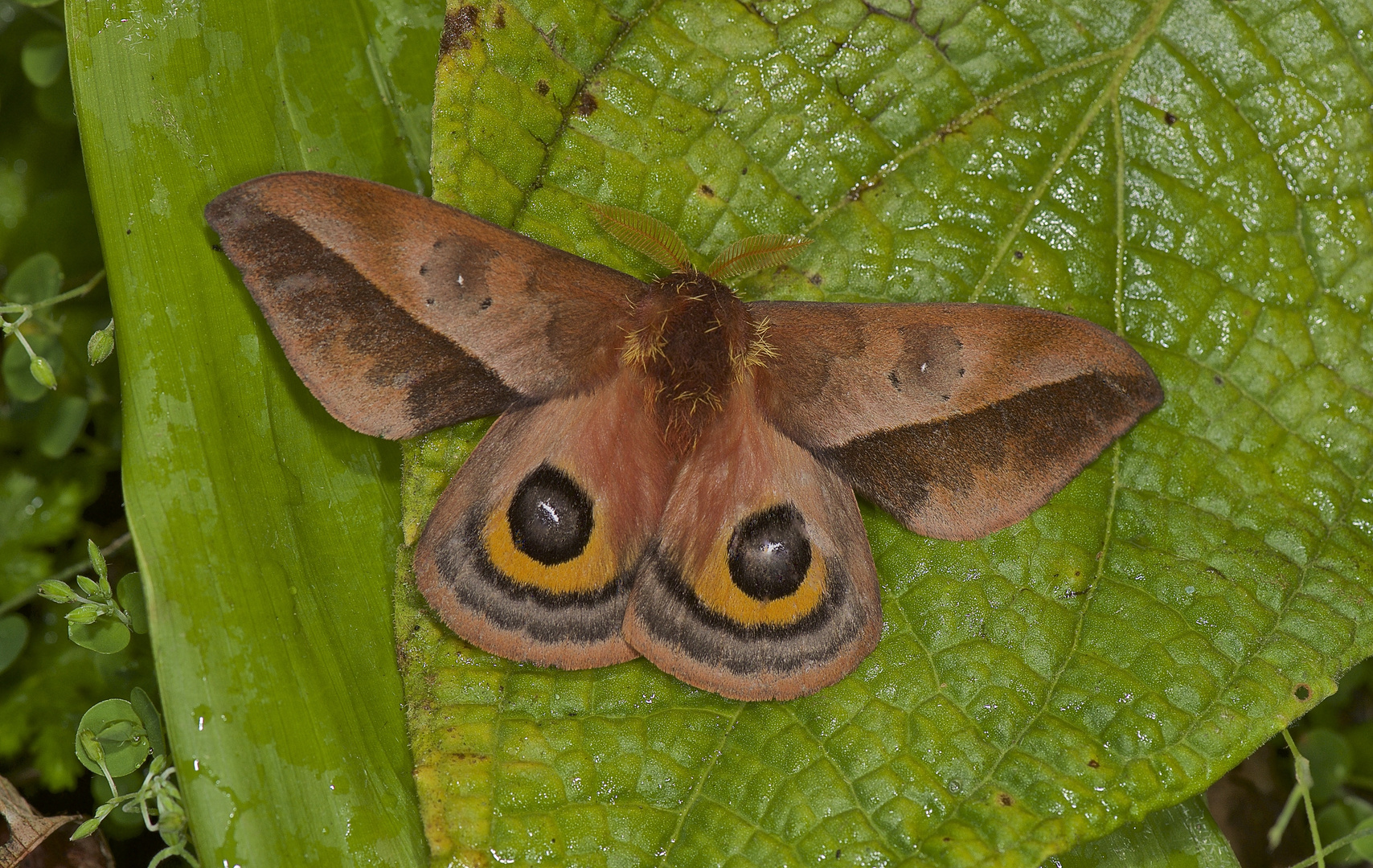 Schreckhaltung eines Nachtfalters,Automeris sp, aus dem Nebelwald von Peru