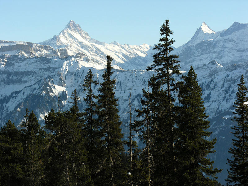 Schreckhorn