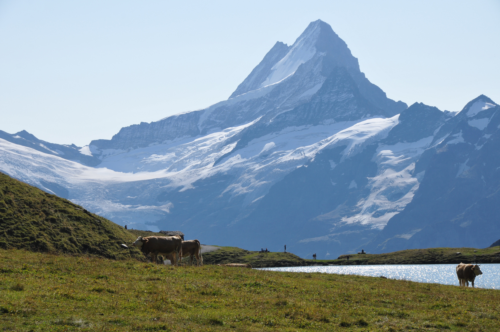 Schreckhorn