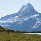 Schreckhorn