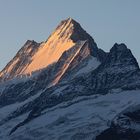 Schreckhorn am morgen