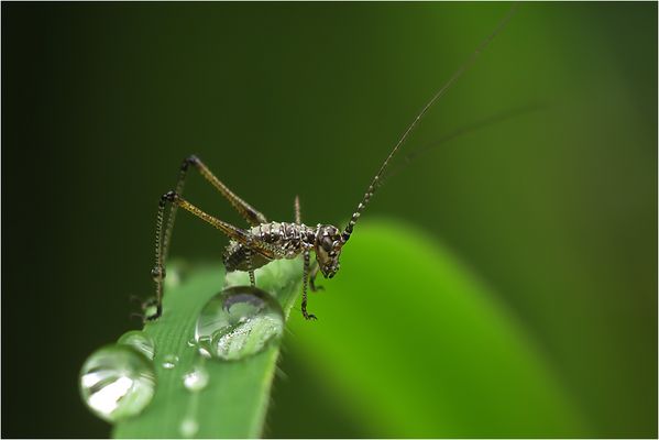  Schrecklich klein...