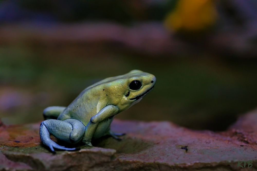 Schrecklicher Pfeilgift Frosch