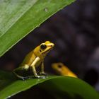 Schrecklicher Pfeilgiftfrosch /golden poison frog