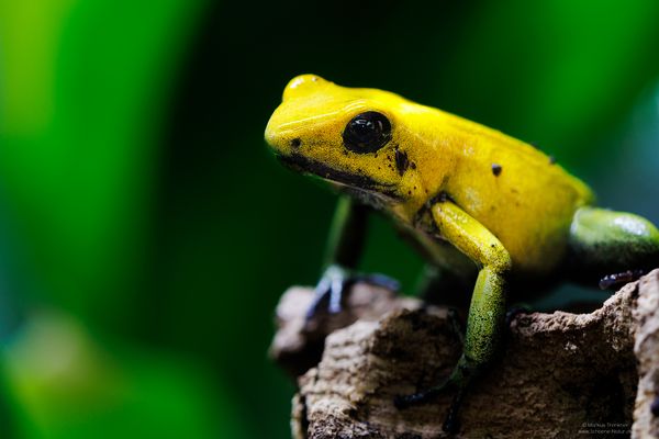 Schrecklicher-Pfeilgiftfrosch [Phyllobates terribilis]