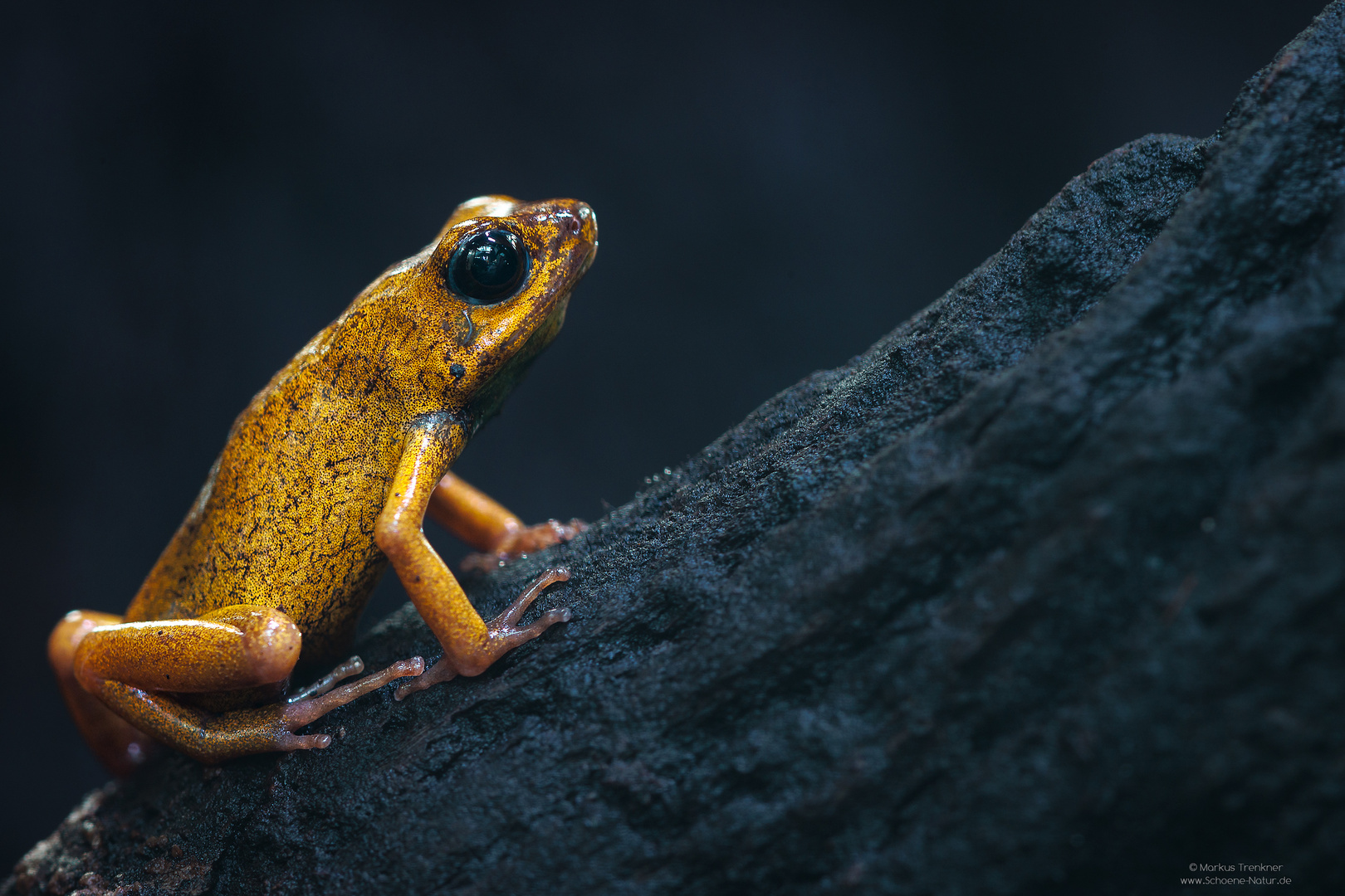 Schrecklicher-Pfeilgiftfrosch [Phyllobates terribilis]