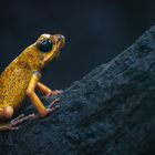 Schrecklicher-Pfeilgiftfrosch [Phyllobates terribilis]