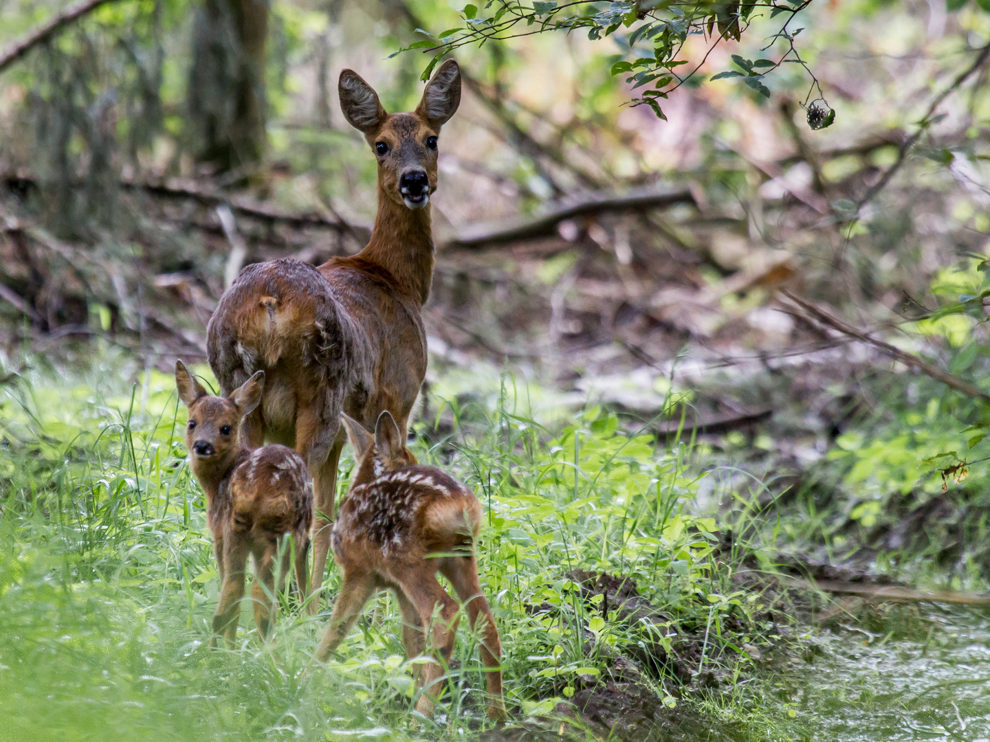 Schrecksekunde... Foto & Bild tiere, wildlife, reh Bilder auf