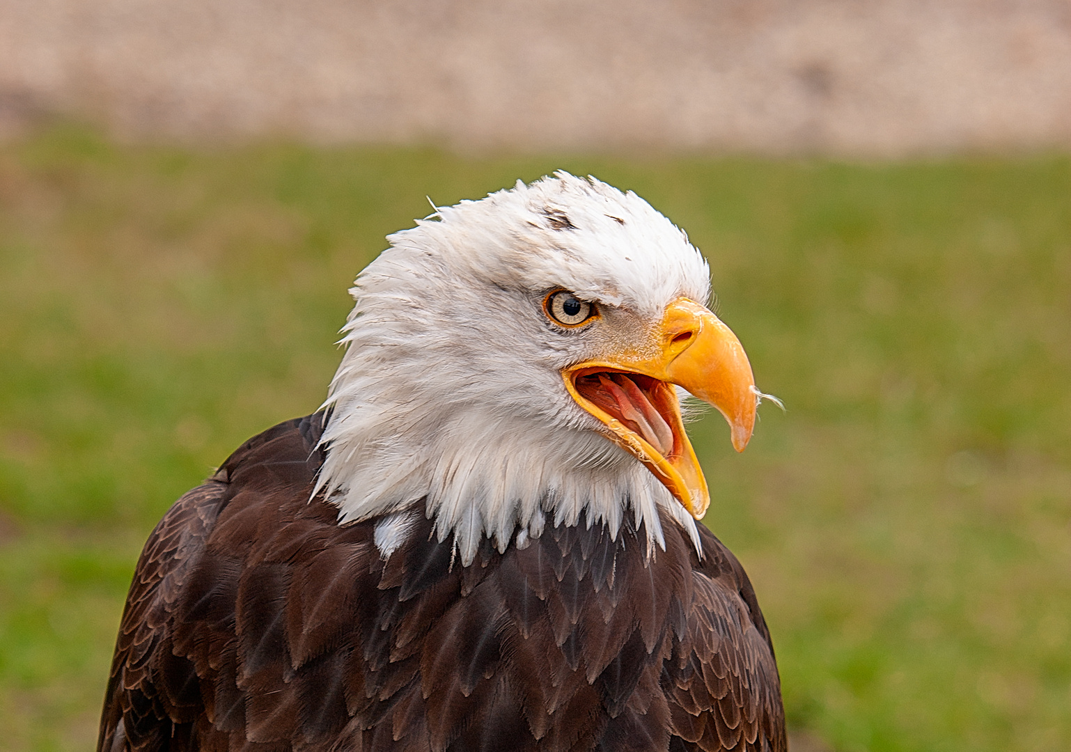 Schrei Foto & Bild tiere, zoo, wildpark & falknerei, natur Bilder auf