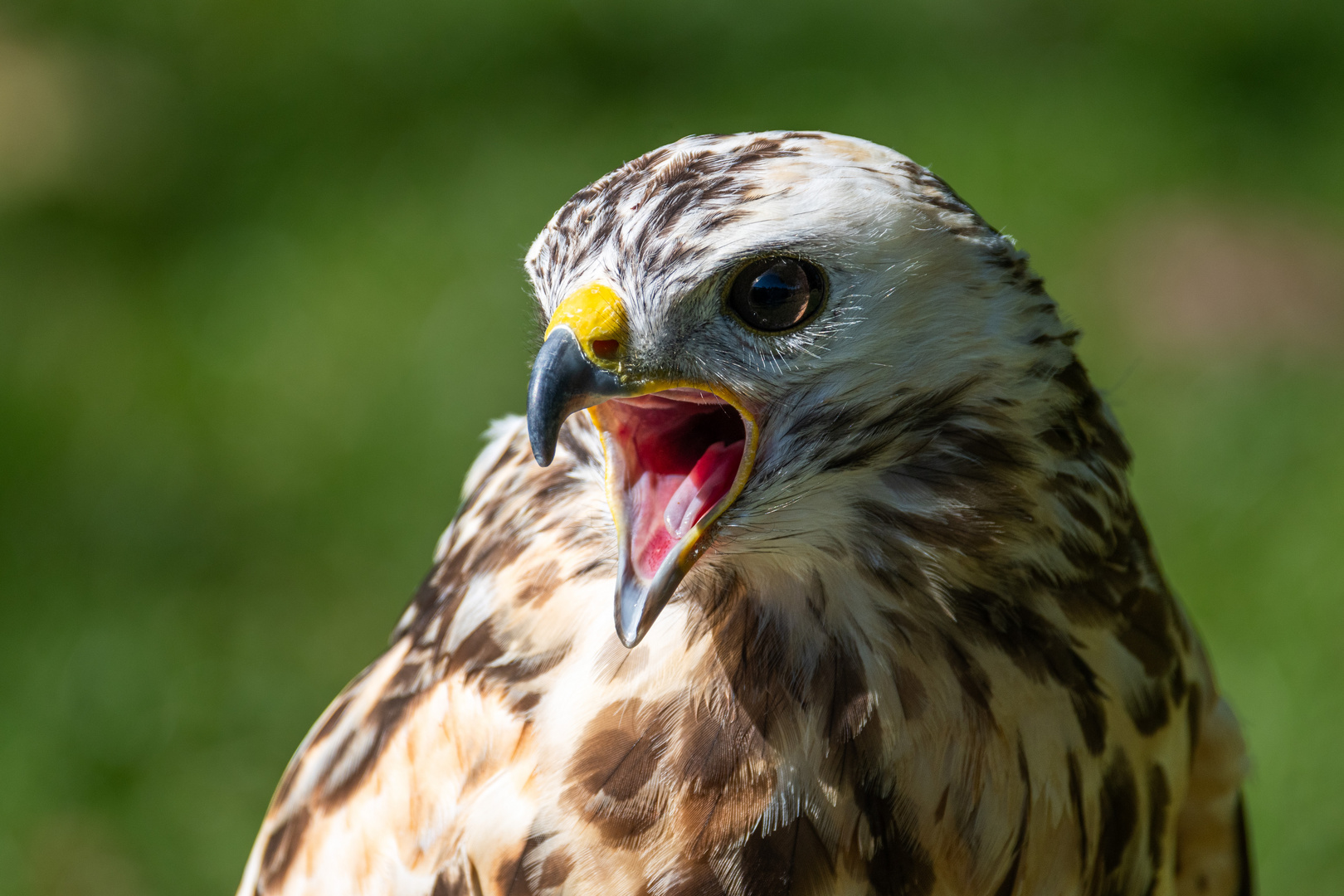 Schrei Foto & Bild tiere, zoo, wildpark & falknerei, vögel Bilder auf