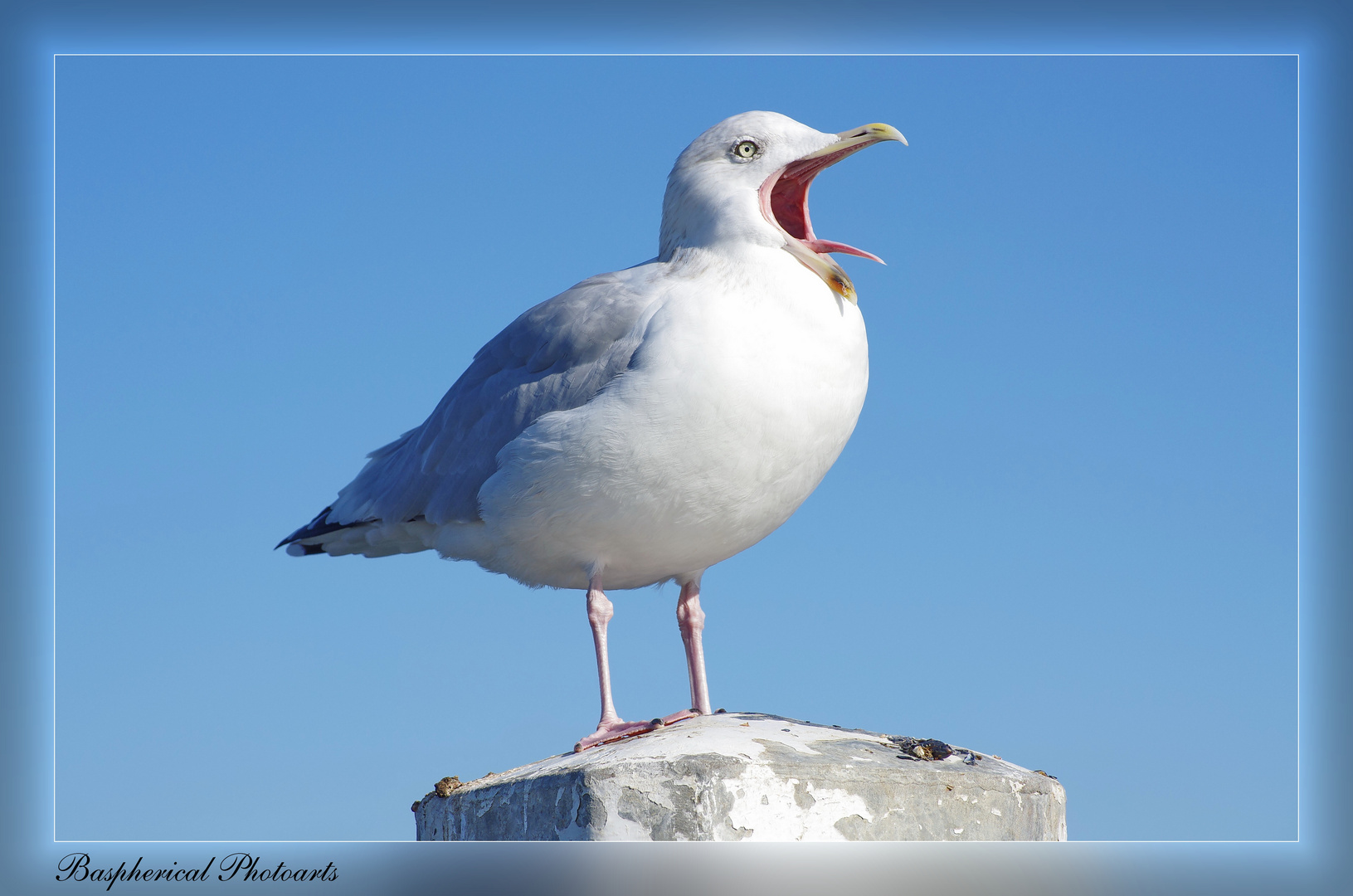 Schrei der Möwe