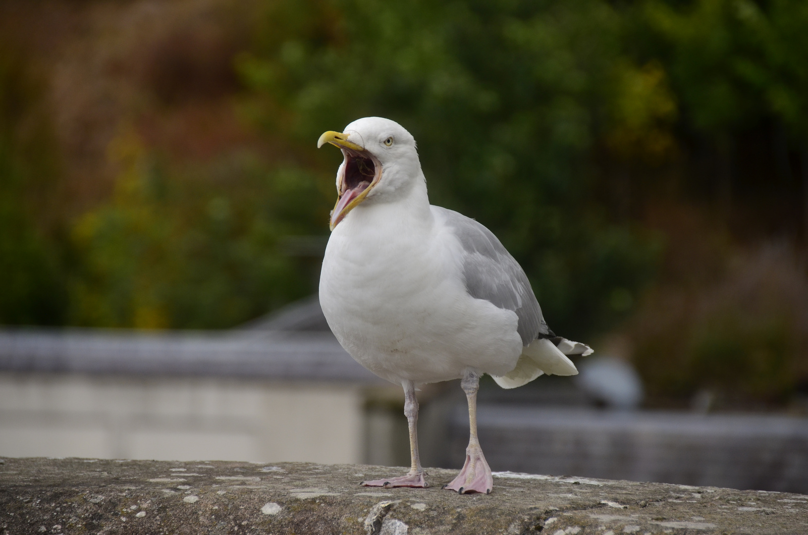 Schrei Foto & Bild natur, tiere, vögel Bilder auf