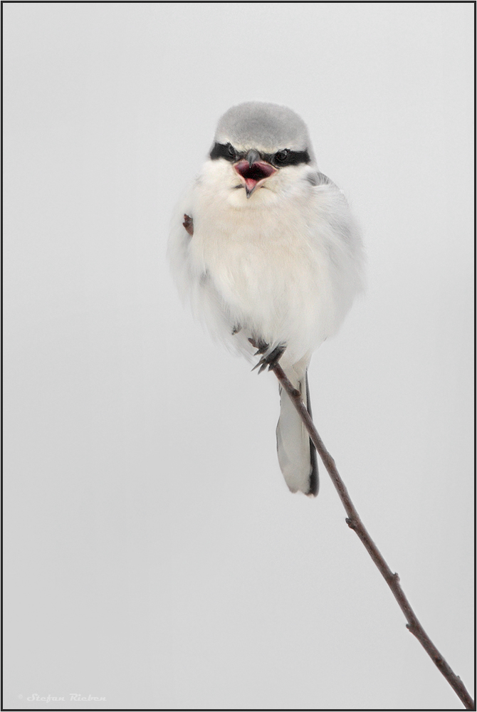 Schrei im Nebel