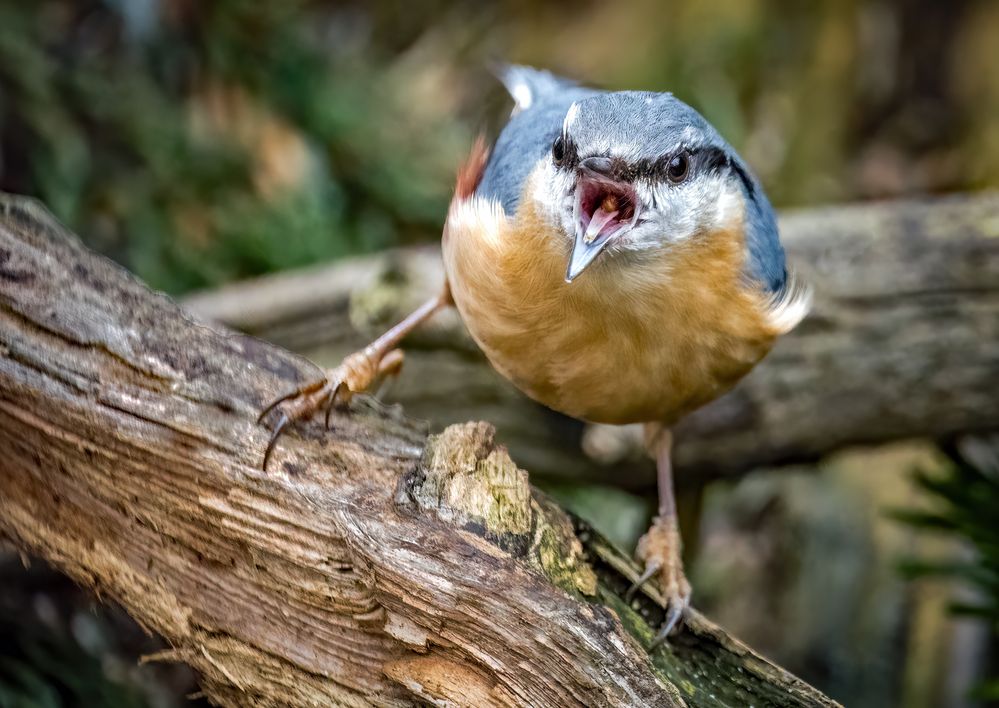 "Schrei mich nicht so an ...."