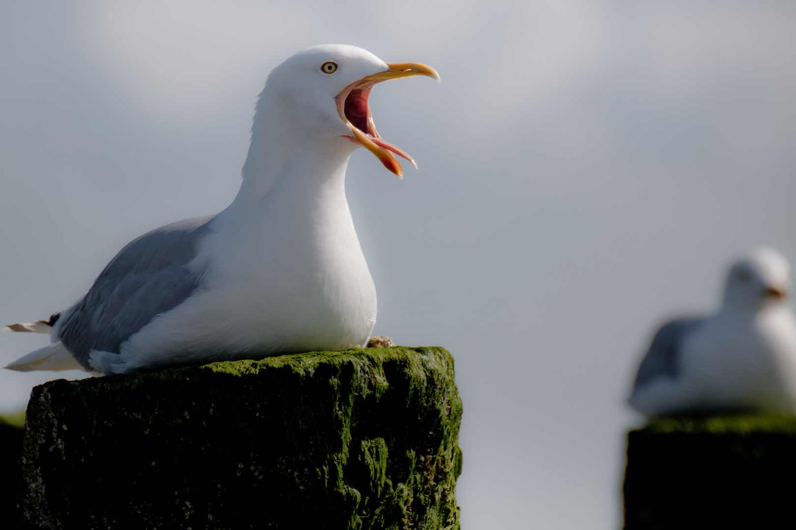 "Schrei" - Möwe