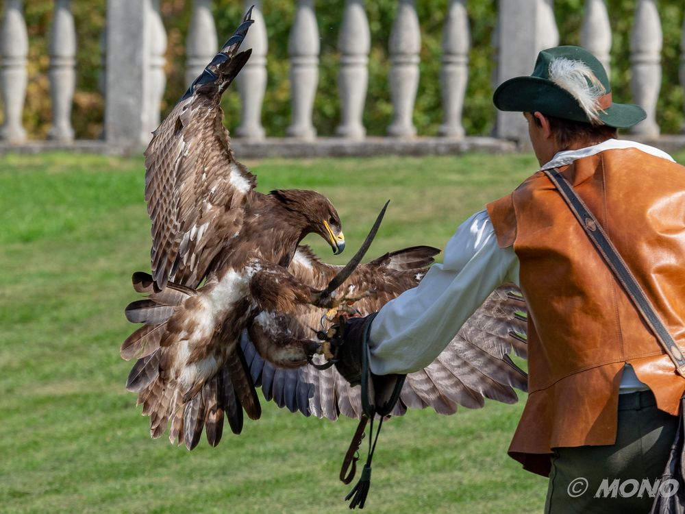 Schrei-Seeadler