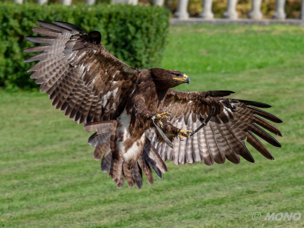 Schrei-Seeadler