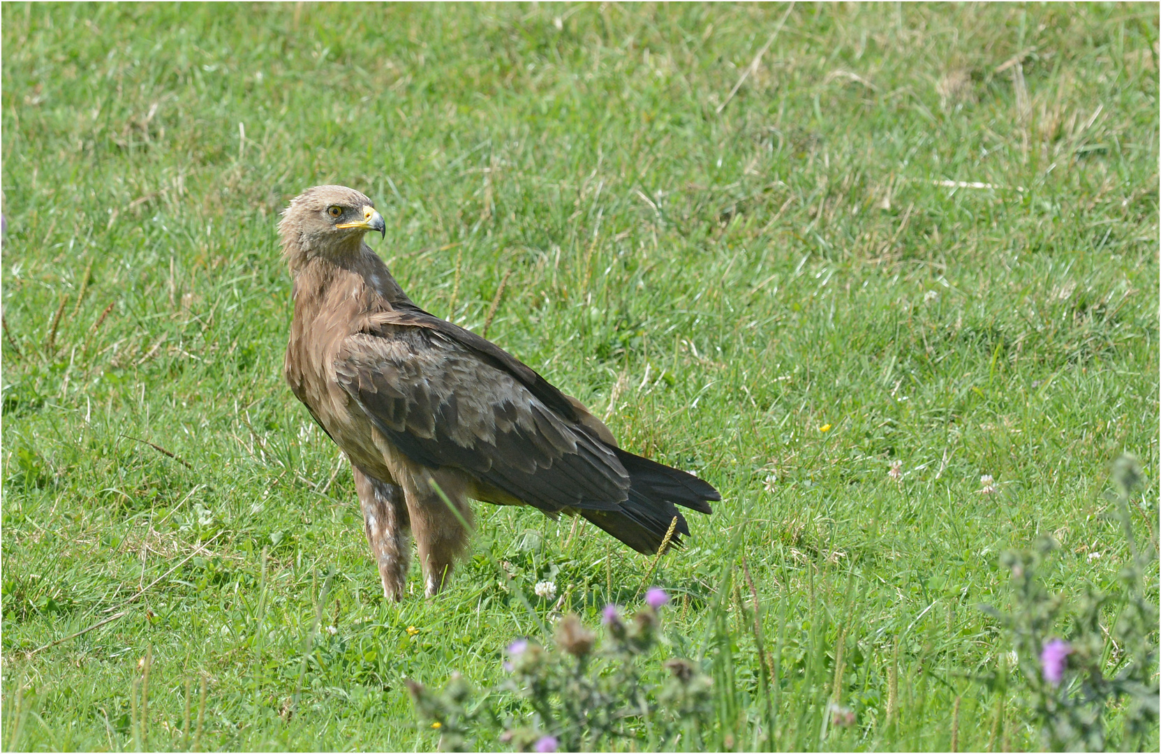 Schreiadler