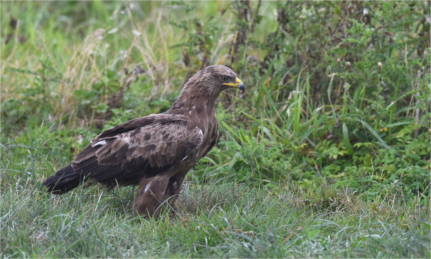 Schreiadler