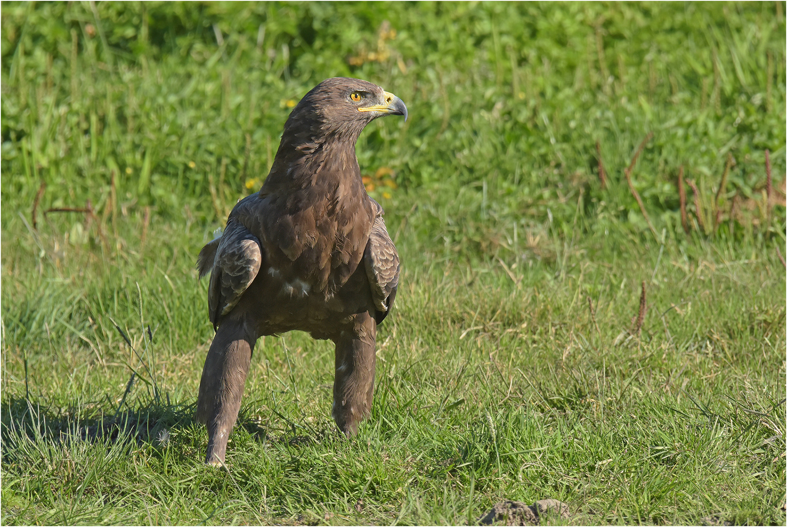 Schreiadler