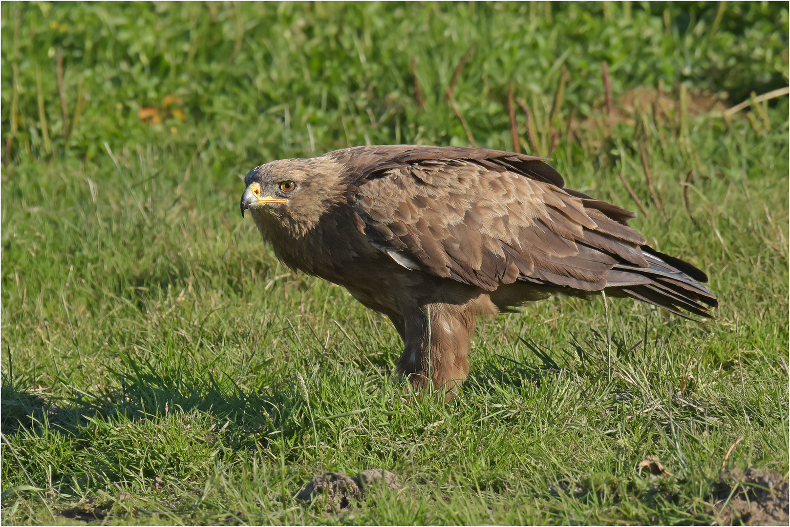 Schreiadler