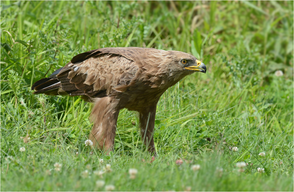 Schreiadler