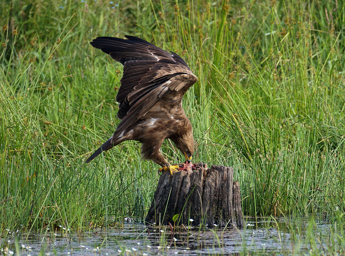 Schreiadler