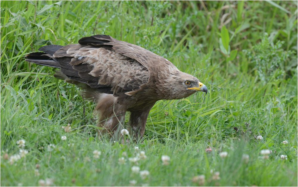 Schreiadler