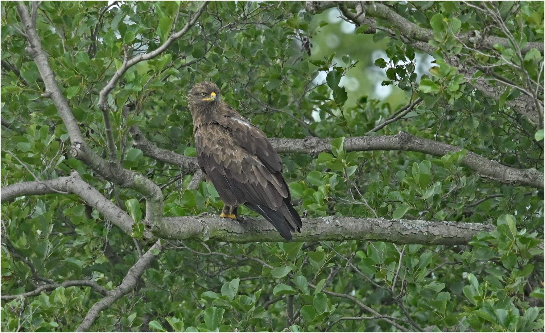 Schreiadler