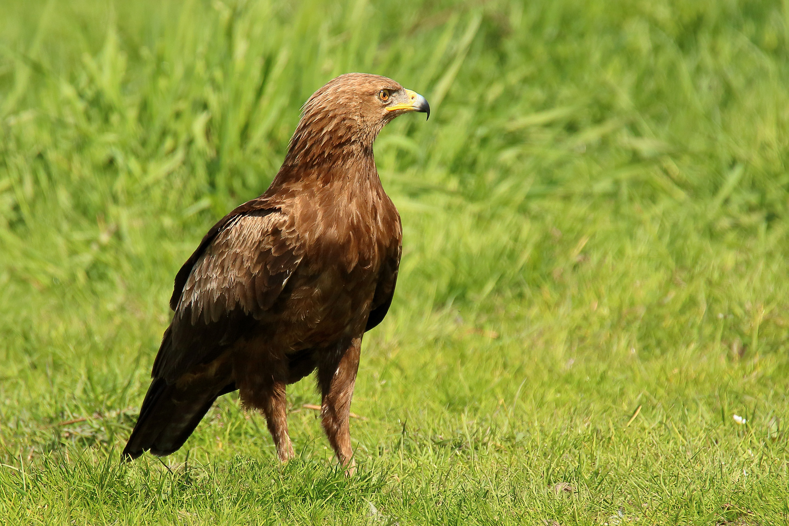 Schreiadler