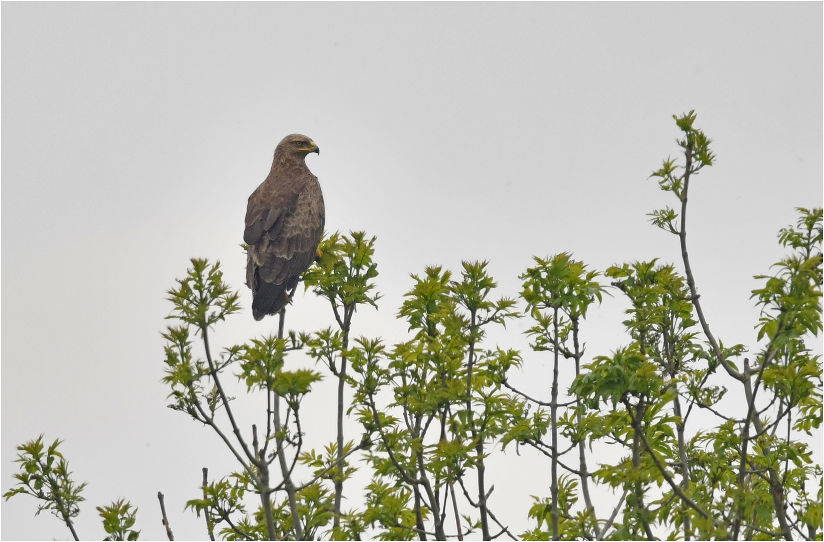 Schreiadler