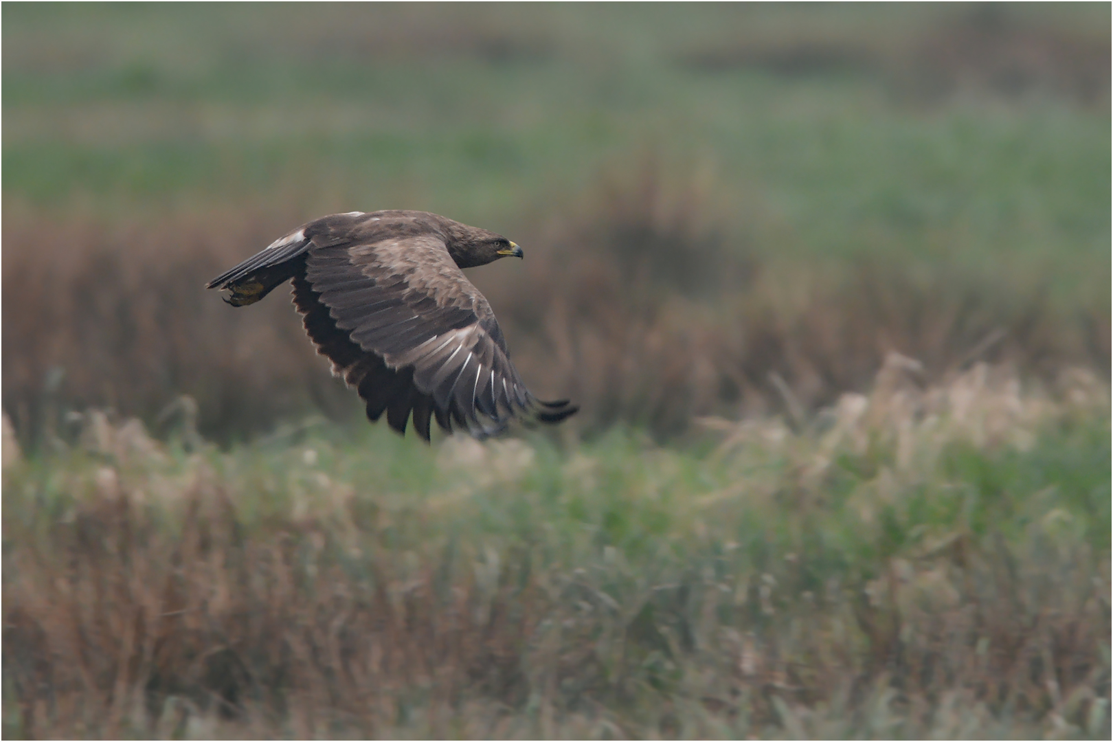 Schreiadler