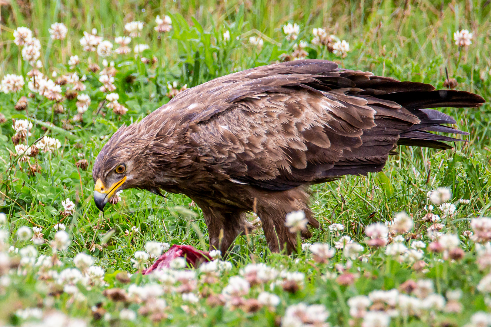 Schreiadler 