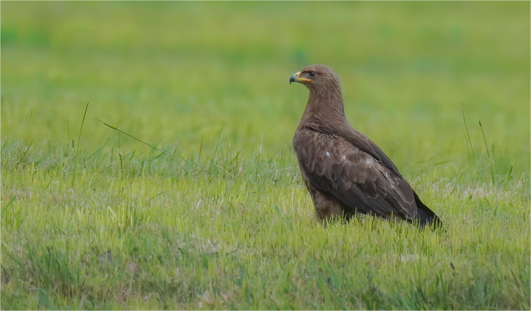 Schreiadler