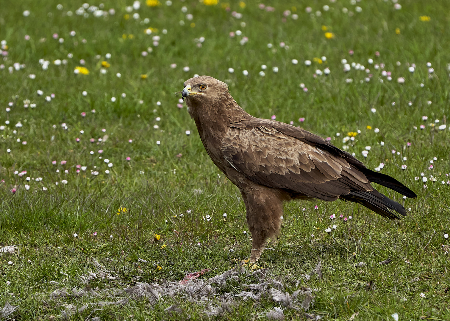 Schreiadler