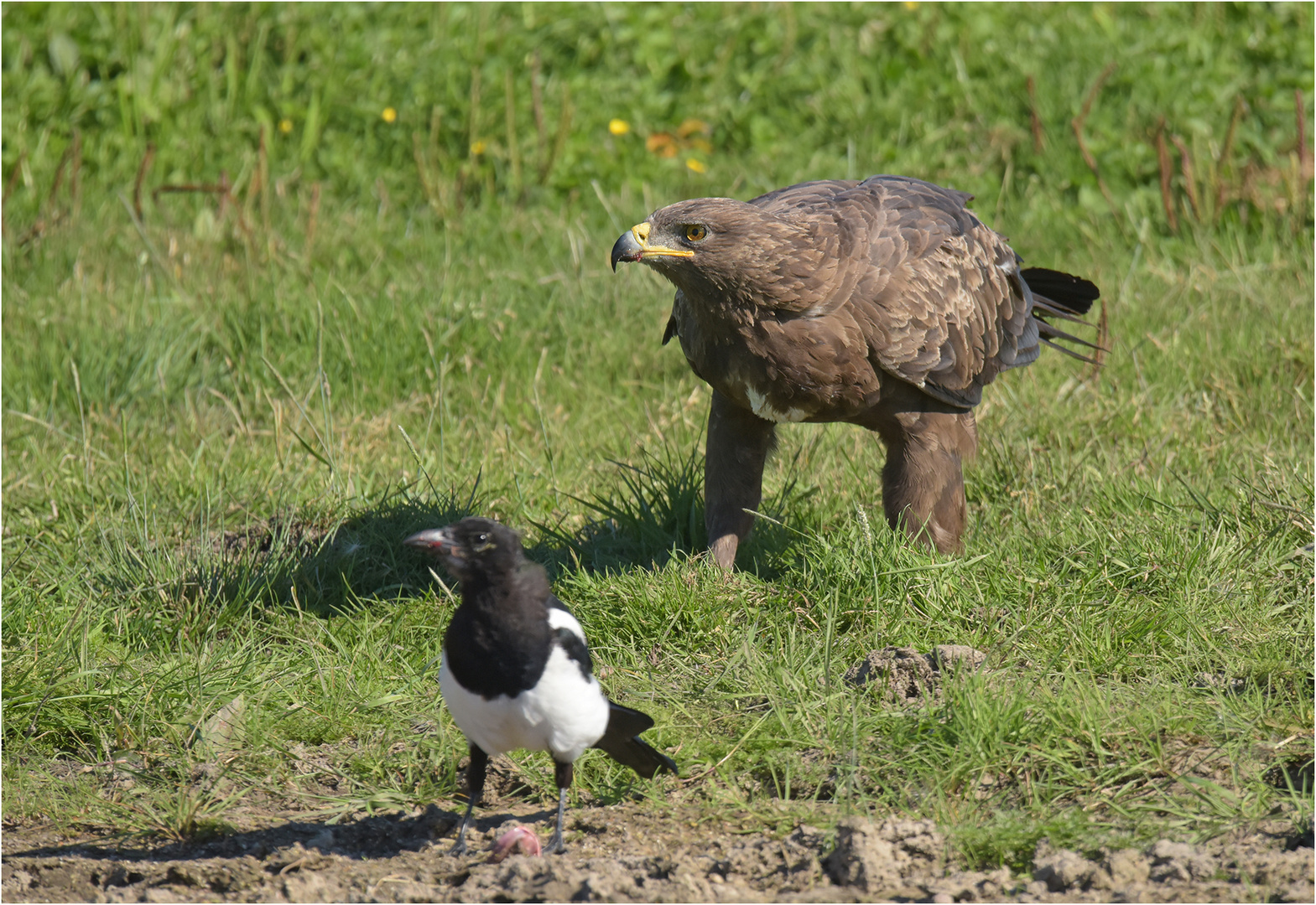 Schreiadler