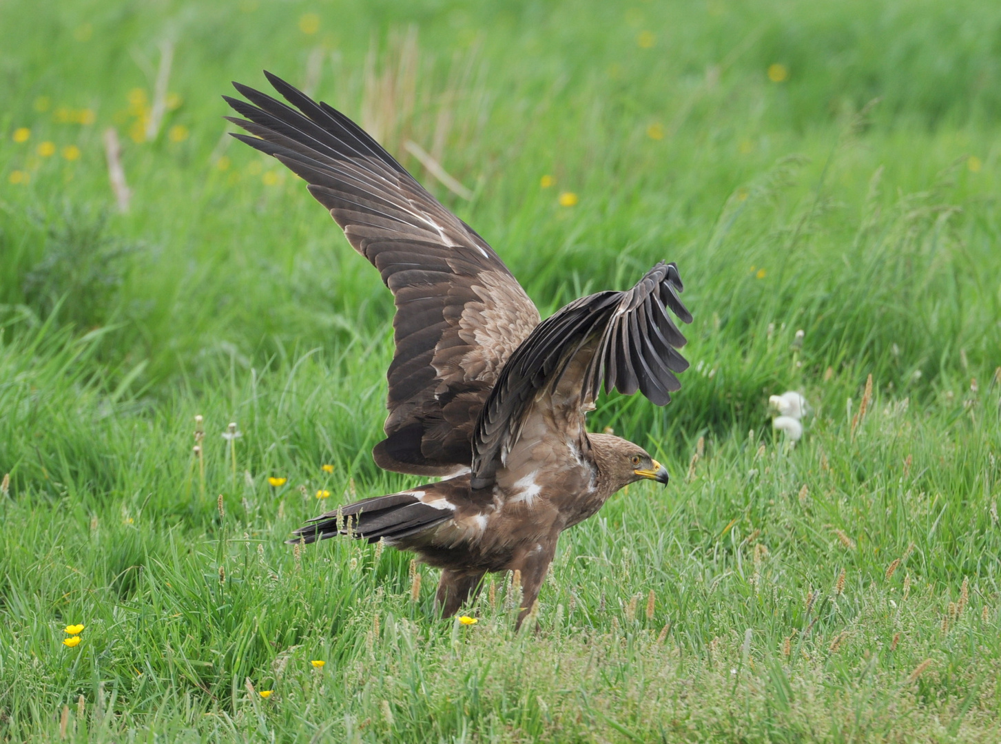 Schreiadler