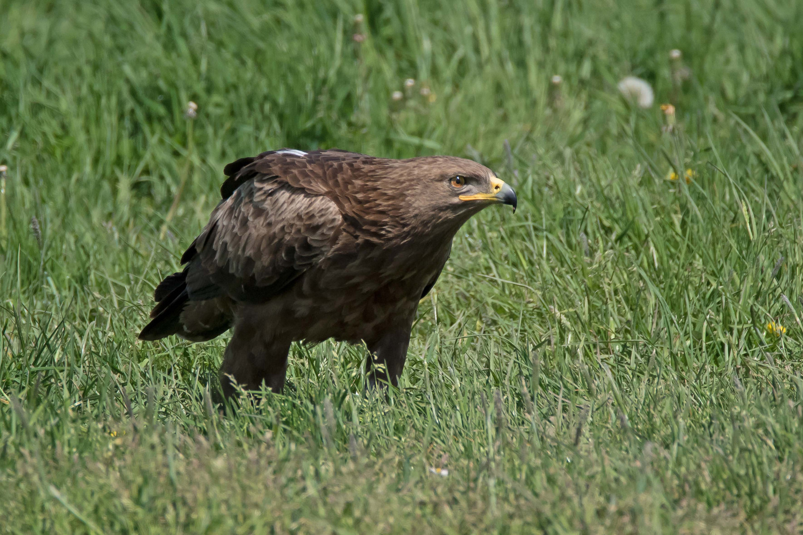 Schreiadler