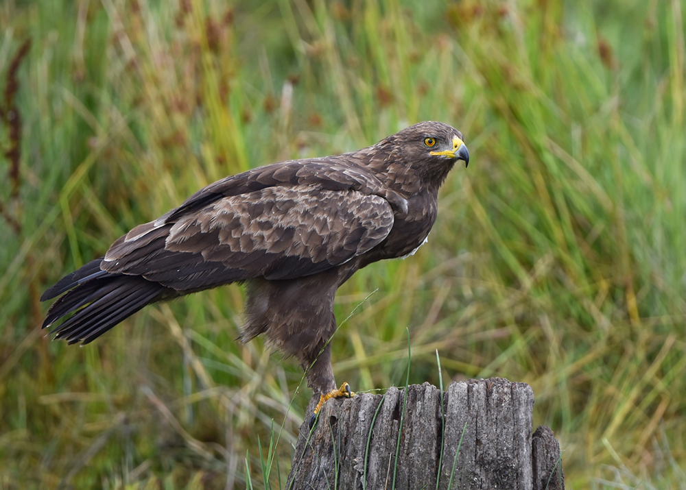 *Schreiadler (Aquila pomarina)*