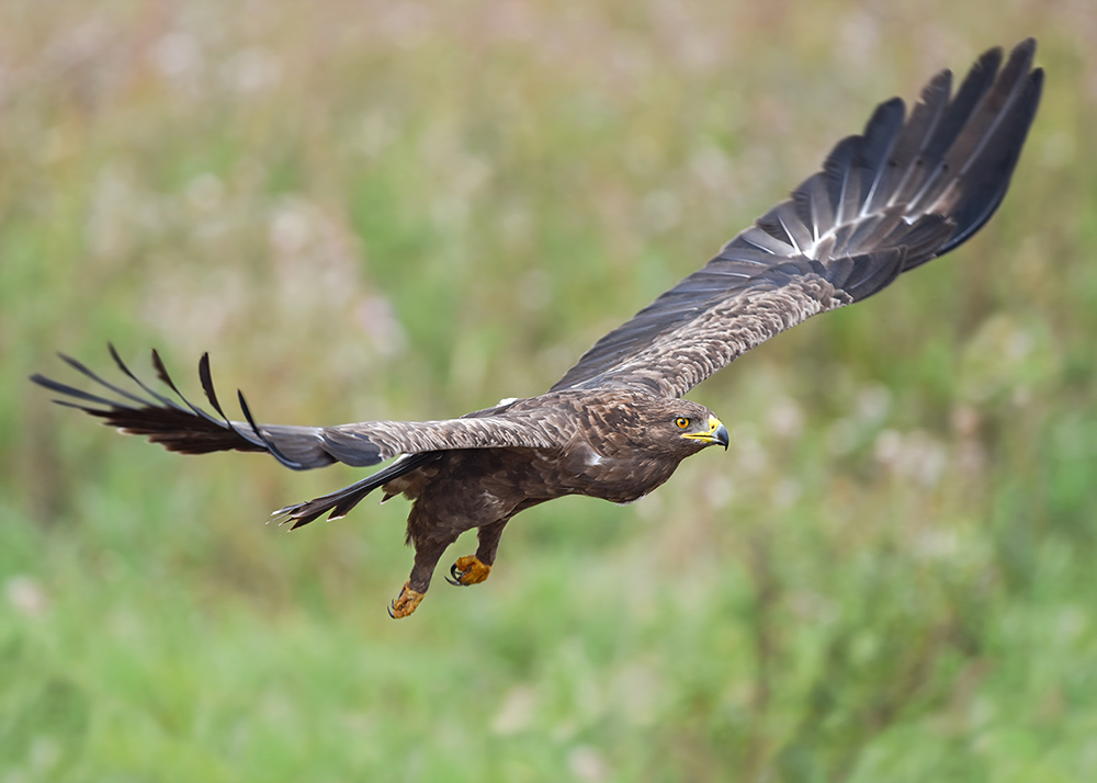 Schreiadler (Aquila pomarina)