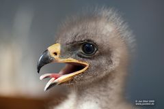 Schreiadler (Aquila pomarina)