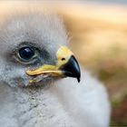 Schreiadler (Aquila pomarina)