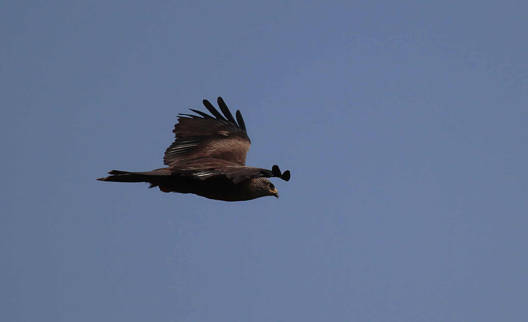 Schreiadler (Aquila pomarina)