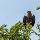 "Schreiadler auf Ansitzwarte 2023 II"