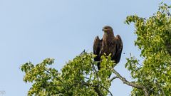 "Schreiadler auf Ansitzwarte 2023 II"