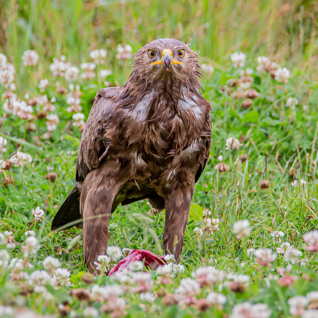 Schreiadler - Auf der Lauer