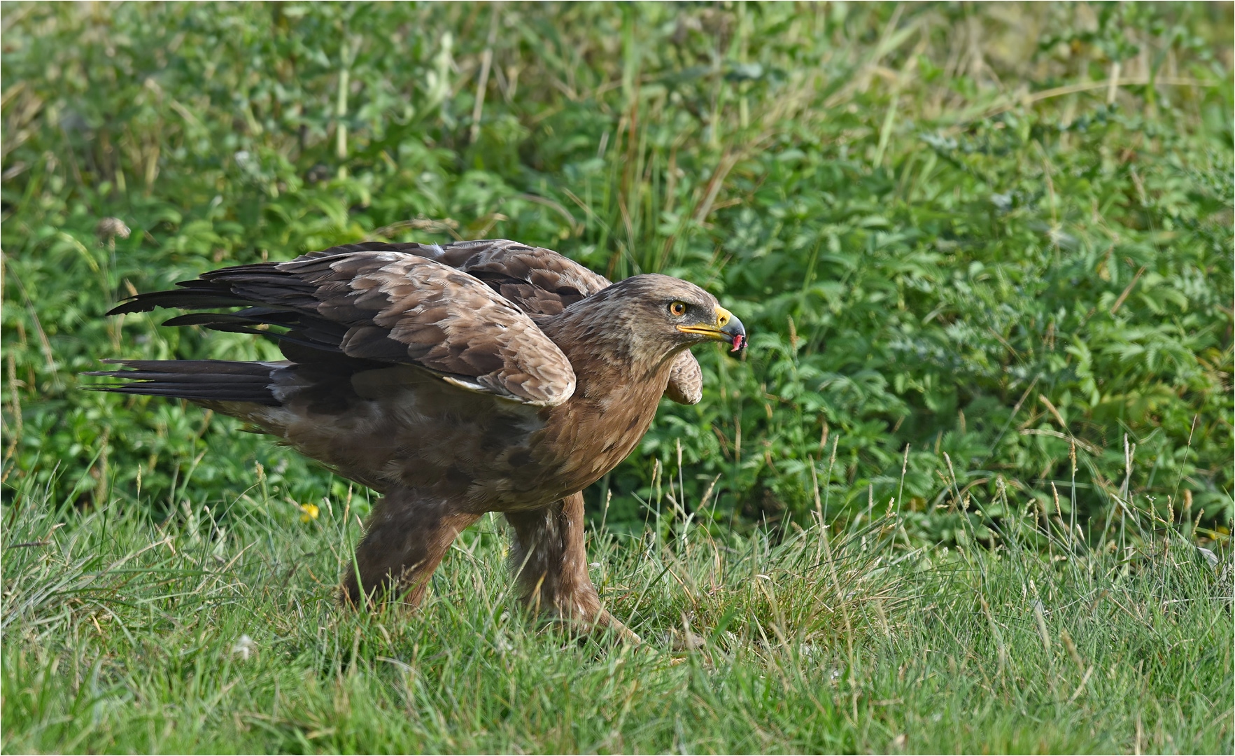 Schreiadler