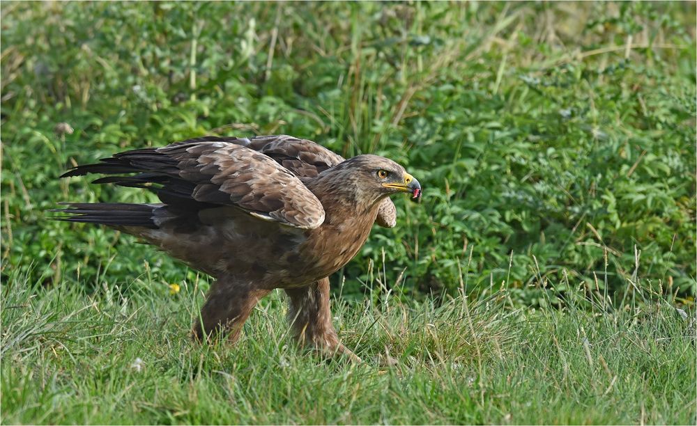 Schreiadler