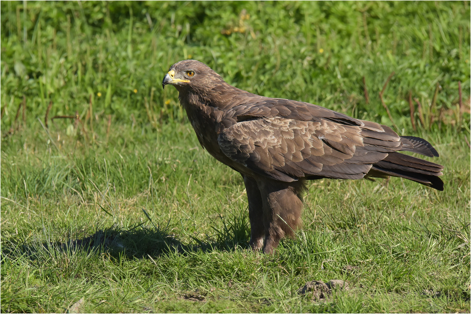 Schreiadler