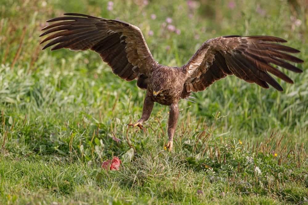 Schreiadler